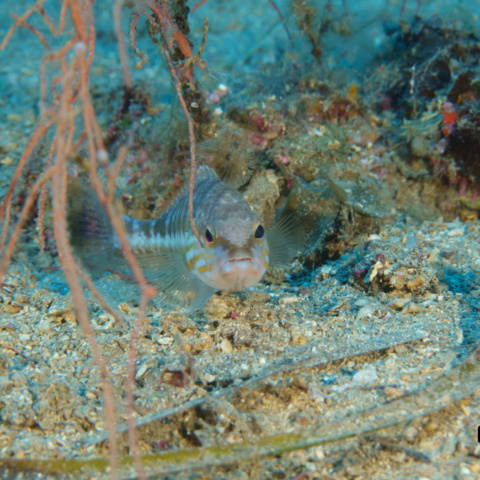image00051