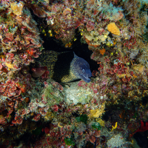 image00073