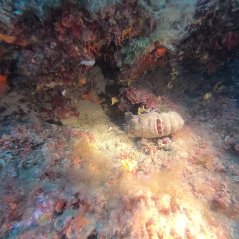 Tauchurlaub auf Elba – Pfingsten 2026