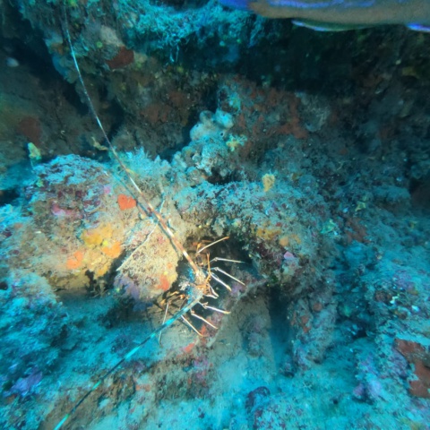 Tauchurlaub auf Elba – Pfingsten 2026