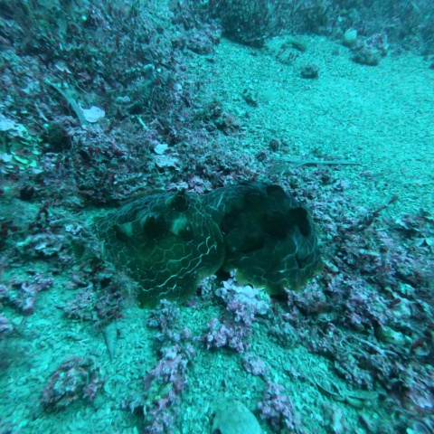 Tauchurlaub auf Elba – Pfingsten 2026